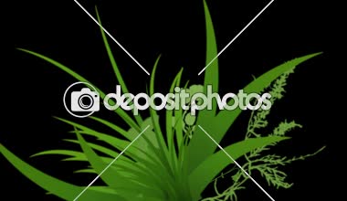 4 k yemyeşil çiçek bitkileri büyüyen otlar çalılar çalılar bitki yaprakları.