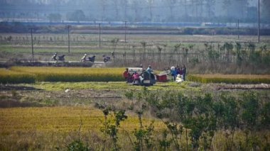 Çiftçi hasat alanı ile buğday hasat.