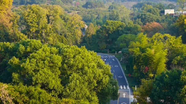 Aerial view of hilly forest road at autumn. — Stock Video