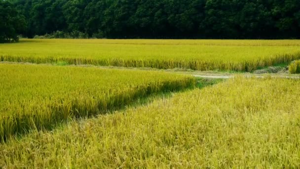 Aziatische gouden rijstveld, wachten op de oogst. — Stockvideo