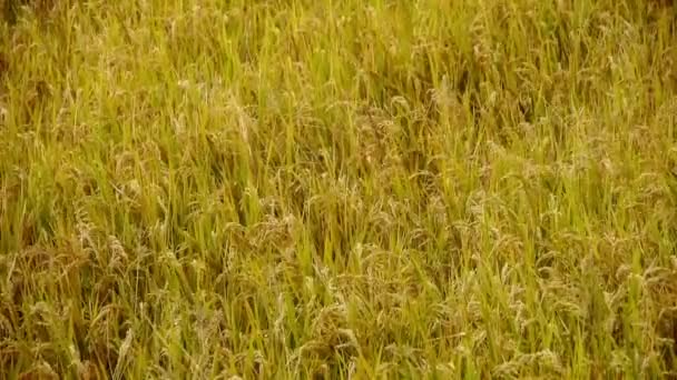 Aziatische gouden rijstveld, wachten op de oogst. — Stockvideo