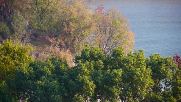 Forêt d'automne & rivière . — Video