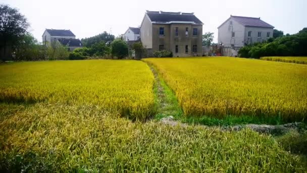 Porzellandorf, asiatische goldene Reisfelder, warten auf die Ernte. — Stockvideo