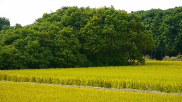 Aziatische gouden rijstveld, wachten op de oogst, schommel boom. — Stockvideo