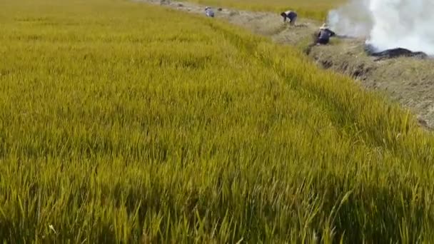 Agricultores quemando paja en los campos, china , — Vídeos de Stock