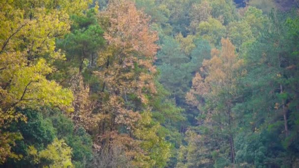 Bosque de otoño con colorido . — Vídeo de stock