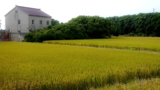 Porzellandorf, asiatische goldene Reisfelder, warten auf die Ernte. — Stockvideo