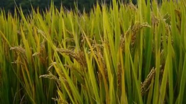 Asya altın çeltik Rüzgar, hasat için beklemek closeup.