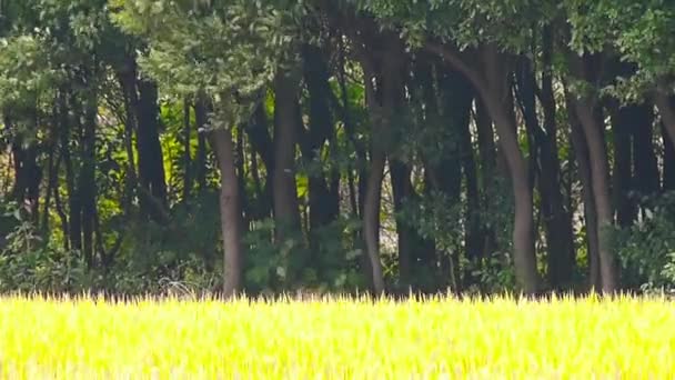ツリーの背景色に対して 収穫を待つ風アジア黄金の田んぼ — ストック動画