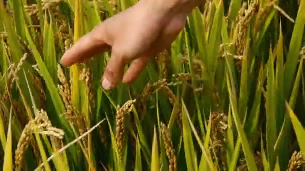 Mão Escovando Sobre Cabeças Arroz Dourado Asiático Paddy Campo Verifique — Vídeo de Stock