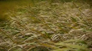 Rüzgar, vahşi sallayarak hızıyla uzun kuru ot.