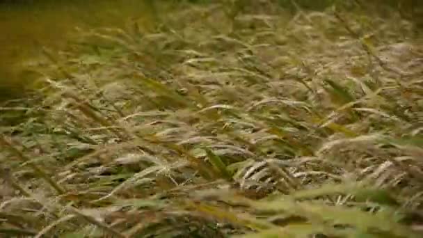 Довга суха трава, що гойдається на вітрі, трясеться в пустелі . — стокове відео