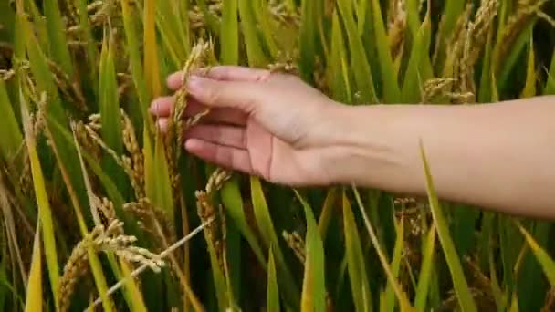 手のフィールドにアジアの黄金の田んぼの頭の上をブラッシング お米はふっくらをチェック 収穫を待つ — ストック動画