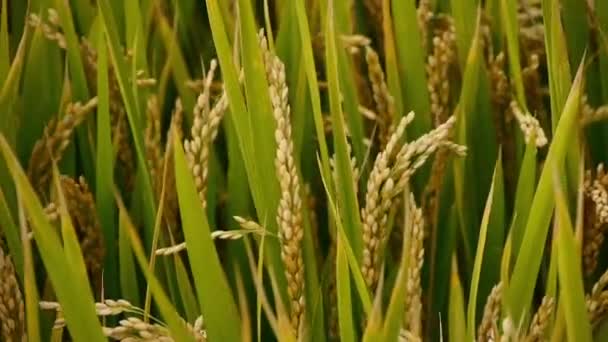 Zbliżenie, Azjatyckie złoty ryż niełuskany w wiatr, czekać na zbiory. — Wideo stockowe