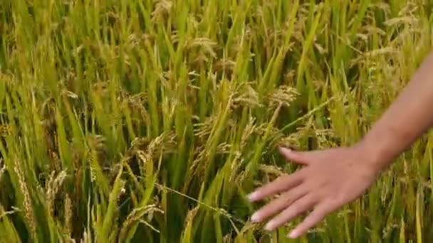 Mão Escovando Sobre Cabeças Arroz Dourado Asiático Paddy Campo Aguarde — Vídeo de Stock