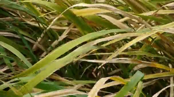 Longo Balanço Grama Seca Vento Agitando Natureza Selvagem — Vídeo de Stock