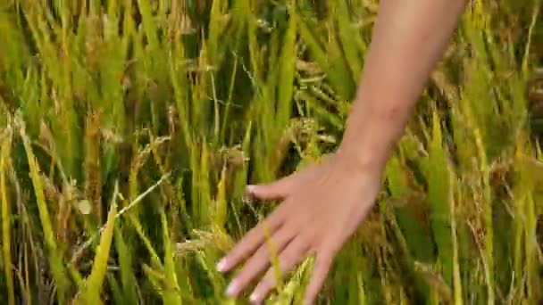 Hand borstelen boven de hoofden van Aziatische gouden rijstveld in een veld. — Stockvideo