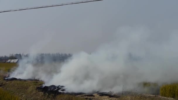 Rolników, spalanie słomy na polach, Chiny, — Wideo stockowe