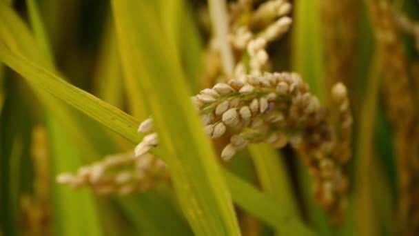 Nahaufnahme Von Asiatischen Goldenen Reisfeldern Wind Warten Auf Die Ernte — Stockvideo