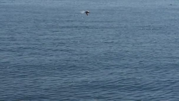 Seagull flying in sea. — Stock Video