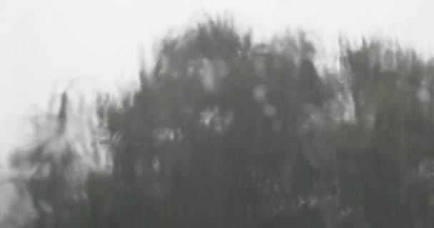 4k Window Gouttes de pluie, arbre oscillant . — Video