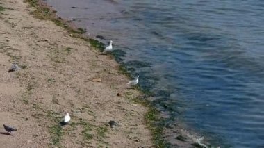 denize uçan martı.