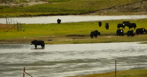 4k een kudde van yak op de Prairie, de rivier die stroomt door de tibet grasland. — Stockvideo