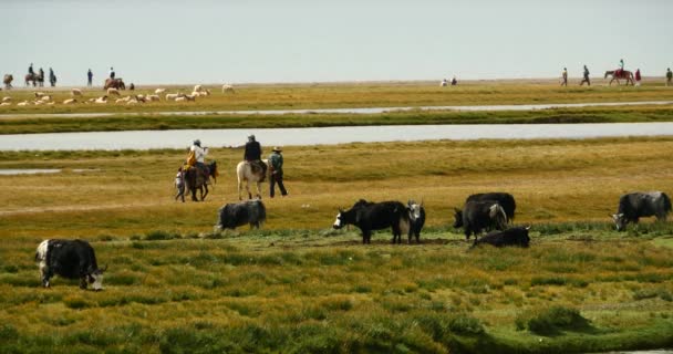 4k un rebaño de yak en la pradera, el río que fluye a través de los pastizales del Tíbet . — Vídeos de Stock