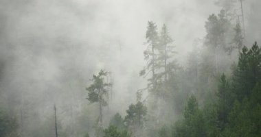 sabah, yükselen 4 k dağ sis sis ağaçlar, Bomi İlçesi, tibet.