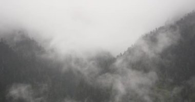 sabah, yükselen 4 k dağ sis sis ağaçlar, Bomi İlçesi, tibet.