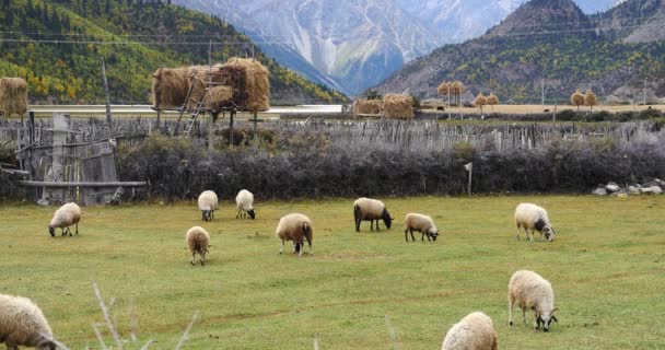 4k вівці гравірують на прерії, хмари маса котиться над сніговими горами в гомілці . — стокове відео