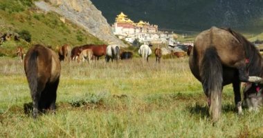 4 k at otlatmak nehirde, dağlardan, uzun bir süre Tapınağı haddeleme bulutlar yığın.