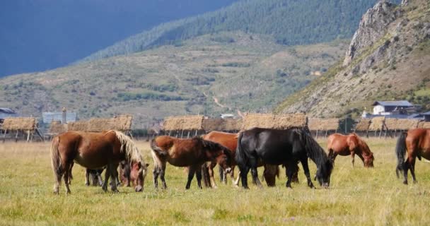 4 k wypasu koni na użytkach zielonych, shangri-la yunnan, Chiny. — Wideo stockowe