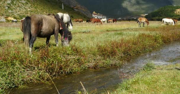 4k cheval broutent dans la rivière, nuages masse roulant sur les montagnes, temple lointain .