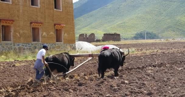 Θιβέτ Άνθρωποι Χρησιμοποιούν Ισχυρή Yak Καλλιεργήσιμη Shangrila Yunnan Κίνα — Αρχείο Βίντεο