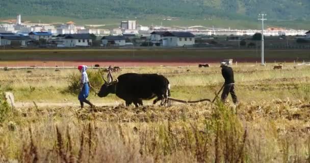 6 Αυγ 2019:4K Θιβετιανοί άνθρωποι χρησιμοποιούν ισχυρό γιακ αρόσιμη γη σε σανρίλα Γιουνάν, Κίνα. — Αρχείο Βίντεο