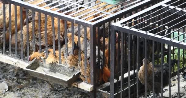 Grupp Kyckling Bur Shangri Marknaden Yunnan Kina — Stockvideo