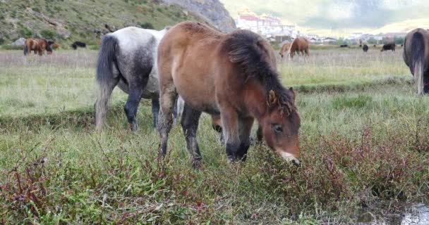4k pâturage à cheval sur la prairie, shangri-la yunnan, Chine .