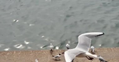 4k martılar sinek okyanus ve sahil gündüz akın.