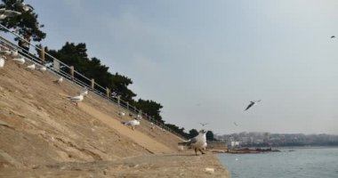Çin Qingdao-Nisan 15, 2018:4 k martılar sürüsü sinek okyanus ve plaj üzerinde gündüz de martı besleme turist.