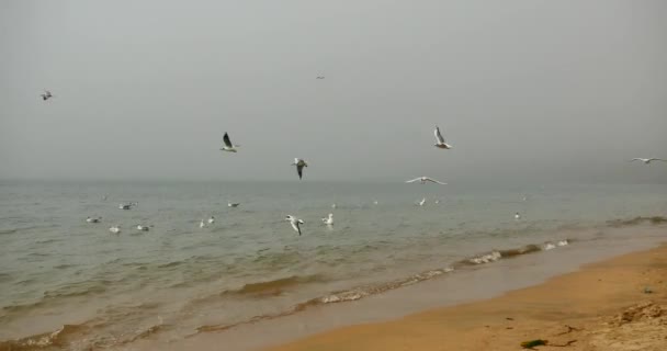 Зграя Чайок Літає Над Океаном Встає Пляж Вдень — стокове відео