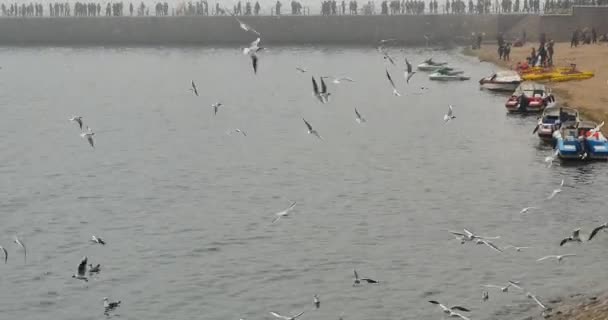 Flockas Seagulls Fly Över Havet Och Stranden Dagtid — Stockvideo