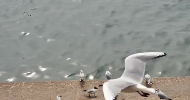 Hejno Racků Létat Nad Oceánem Pevninou Denní — Stock video