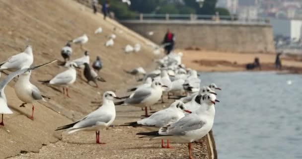 Kudde Van Meeuwen Vliegen Oceaan Gelegen Aan Oever — Stockvideo