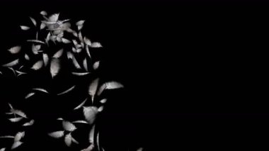 4 kuş tüyü düşen k.