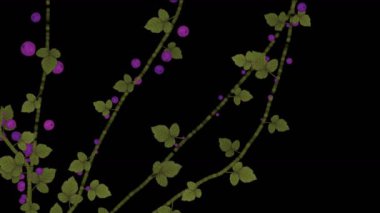 4 k artan bahar berry meyve bitki örtüsü bitki dalları.