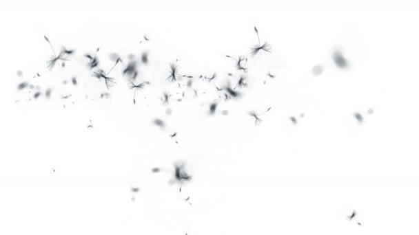 飛んでタンポポ尾状花序粒子背景 — ストック動画
