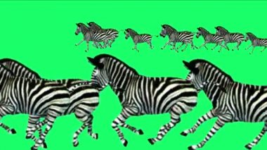 Koş, Afrika otlak eşek hayvan siluet geçiş 4 k grup Zebra at.