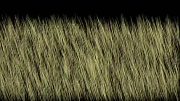4 k Wind Wind blow grasland, weiland prairie grasland tarwe gerst achtergrond. — Stockvideo