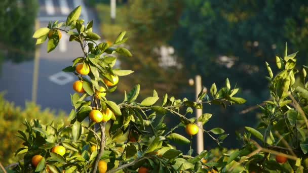 Sinaasappelen rijpen op boom in grove op berg achtergrond. — Stockvideo